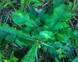 jenis tanaman obat tapak liman kesehatan