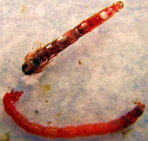 Red Chironomid Nymphs
