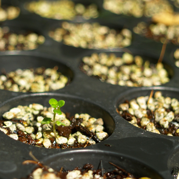 Growing Lavender in the Philippines