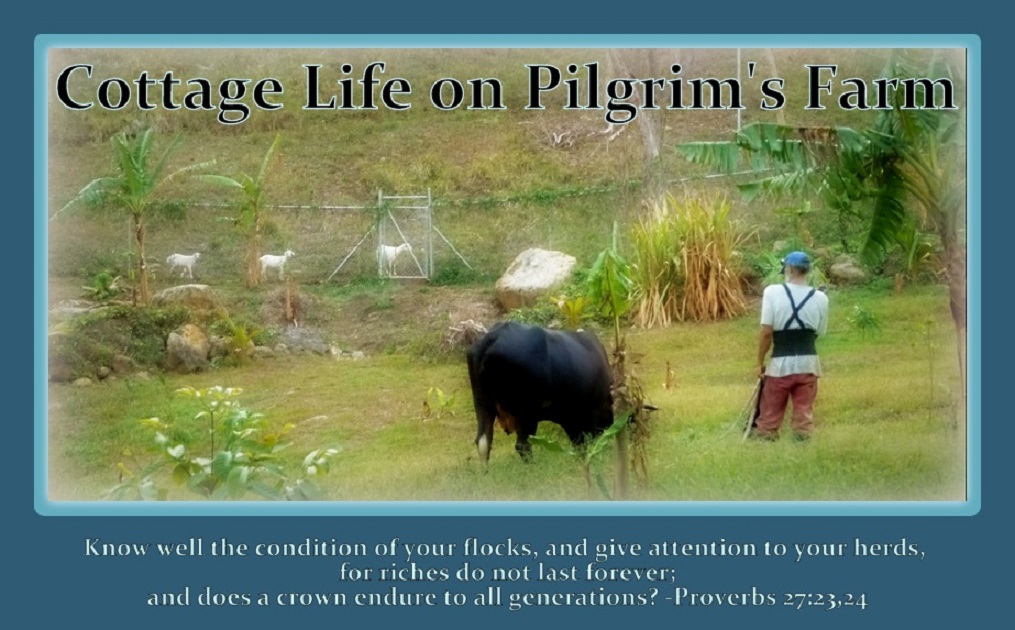 Cottage Life on Pilgrim's Farm