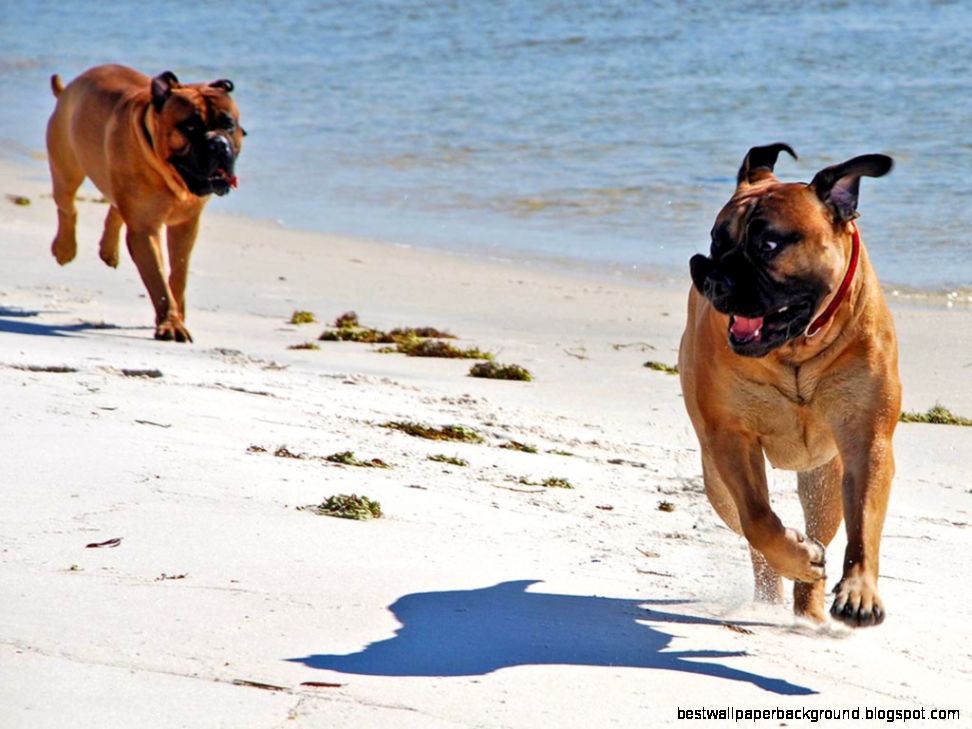 Bullmastiff Dog Desktop Wallpapers Hd Wallpapers Bullmastiff Dog Desktop Wallpapers Hd Wallpapers
