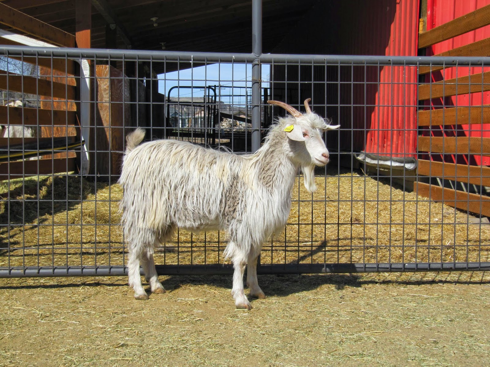 LIBERTY FARM CASHMERE GOATS CASHMERE GOATS FOR SALE