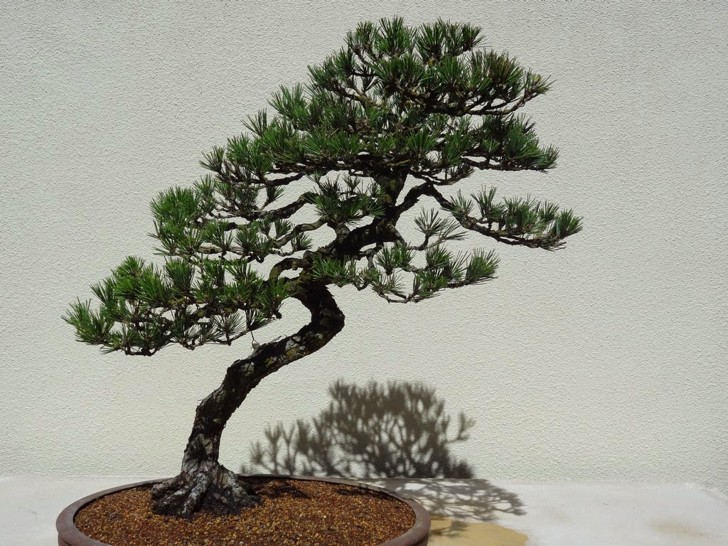 Flora Wonder Blog Rhododendron Species Garden