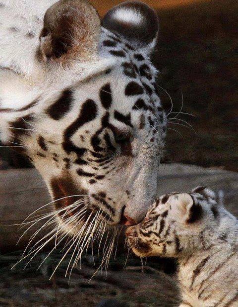 tal mãe tal filha blog Mamãe de Salto ==> imagem retirada da internet