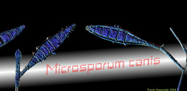 Microsporum canis