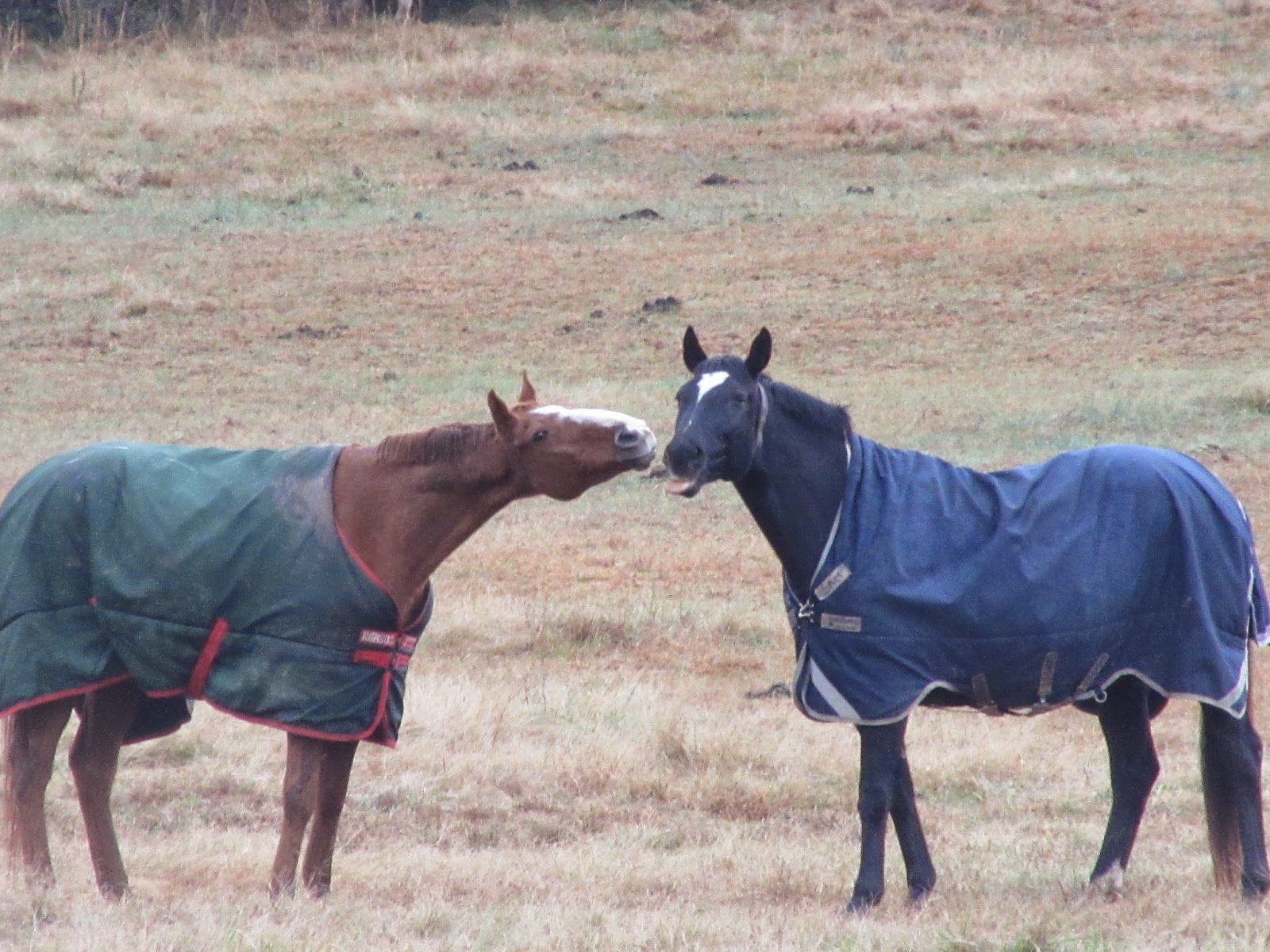 Paradigm Farms Horse Retirement Pee Wee, Water Issues, Vet Visits Part II