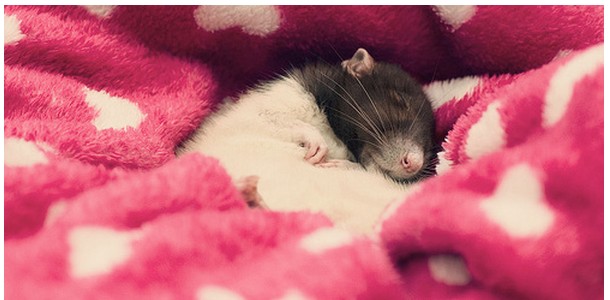 Szczurzy Świat Odmiany szczurów