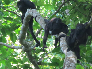 Howler Monkeys