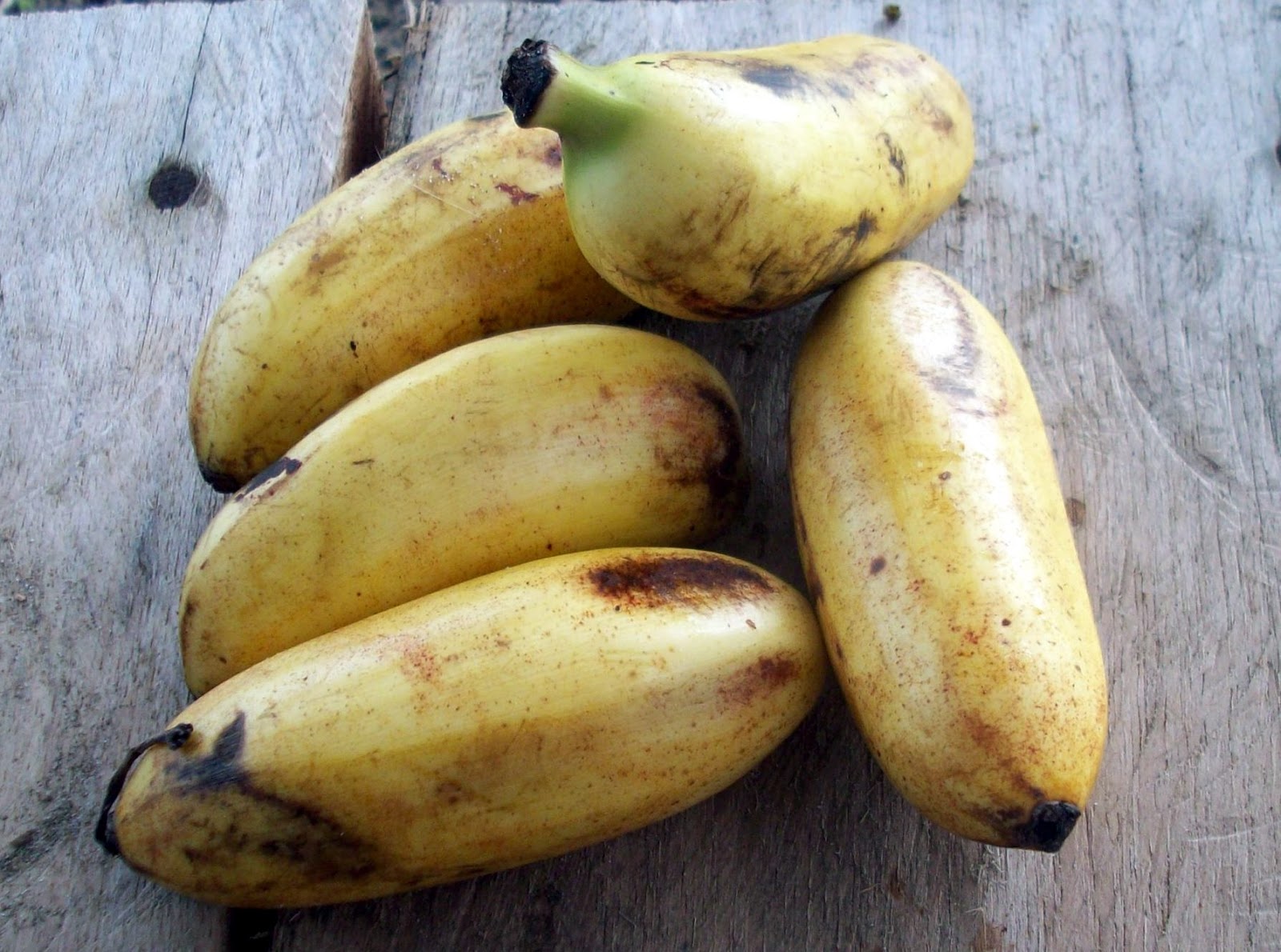 FALSE BLUFF NICARAGUA Bananas