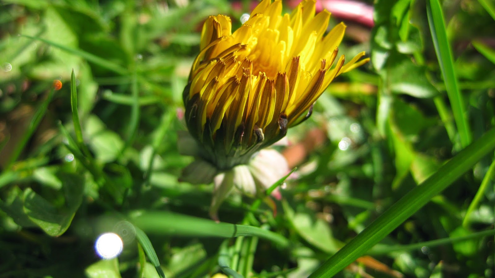 Learning with Plants Do Plants Move?