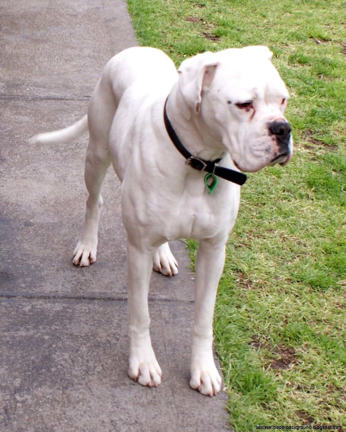 Boxer dog Wikipedia the free encyclopedia Boxer dog Wikipedia the free encyclopedia