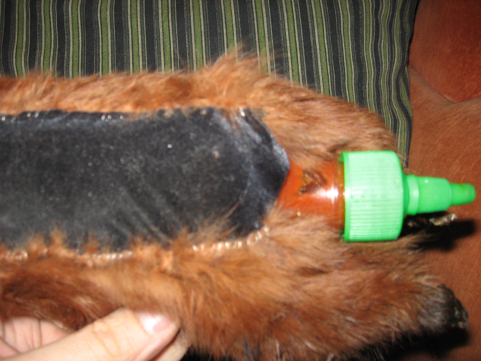 Colin: Spice Weasel......BAM!!!