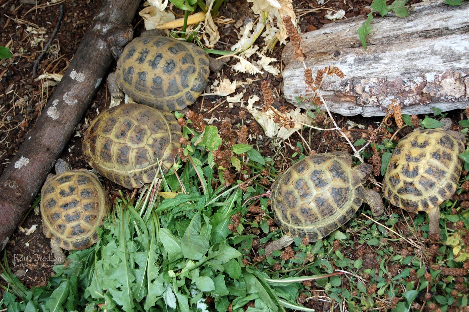 Tortaddiction Why Not To Keep 2 Tortoises Together A Lesson Learned The Hard Way