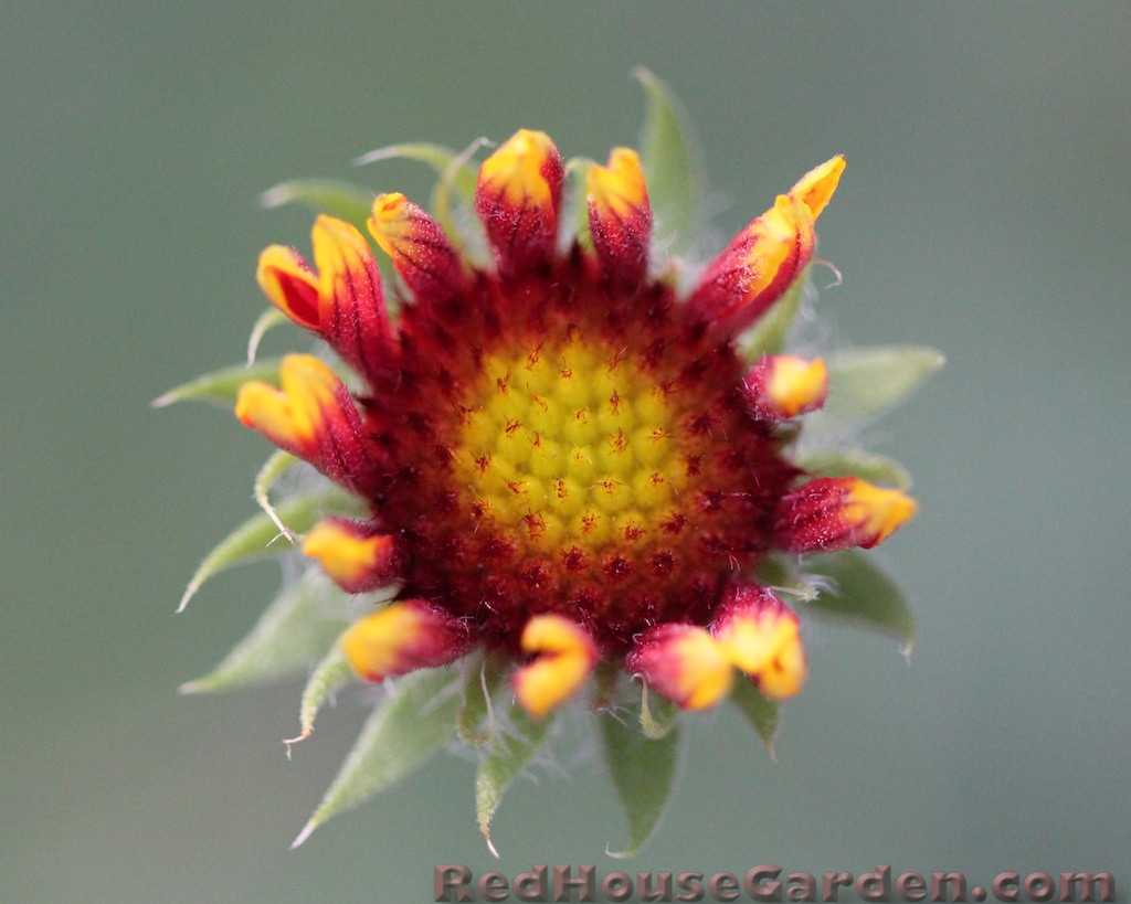 Red House Garden Problem with Blanket Flowers