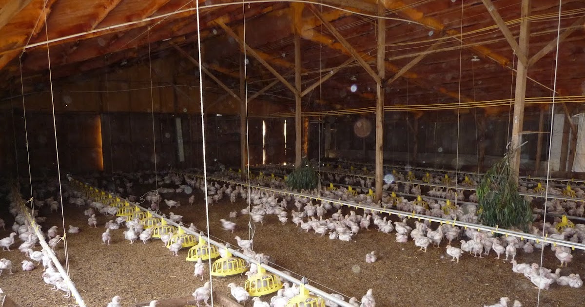 Mikey Likes Food! Pitman Farms Visit Mary's AirChilled Chickens