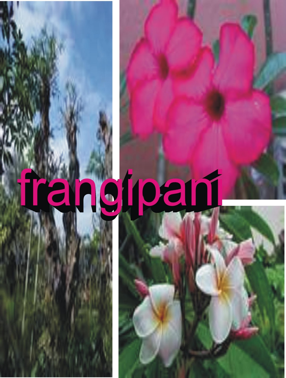 Disease frangipani