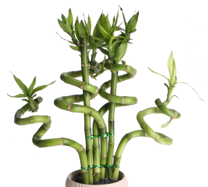 The Garden Plot GMG's Friday Find Lucky Bamboo for St. Patty's Day!
