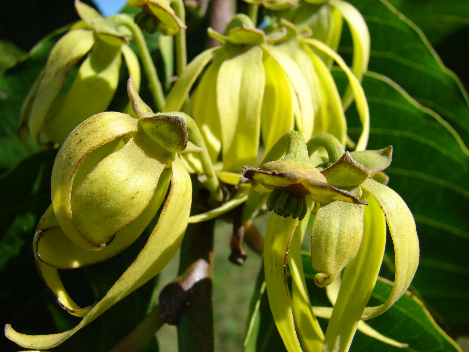 5 graines d' YLANG YLANG( Cananga Odorata )G105 SEEDS SAMEN SEMILLAS SEMI