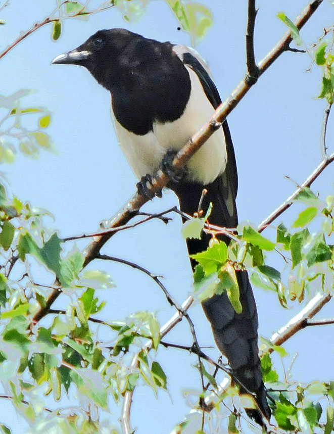 Birding Is Fun! Birds up close and personal, and European Magpie