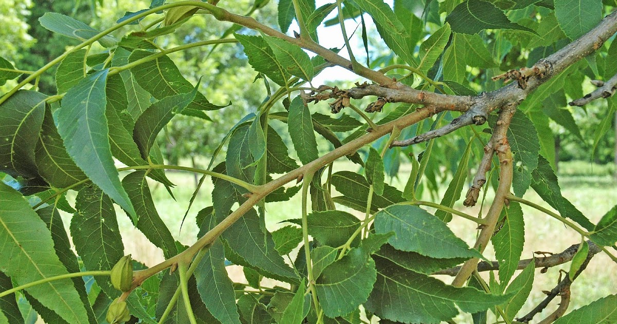 Northern Pecans How pecan branches can tell a story