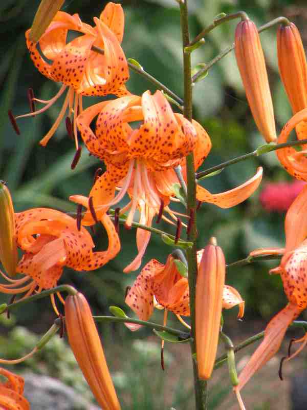 Tiger Lily Flower Essence