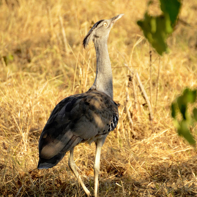 Cori Bustard