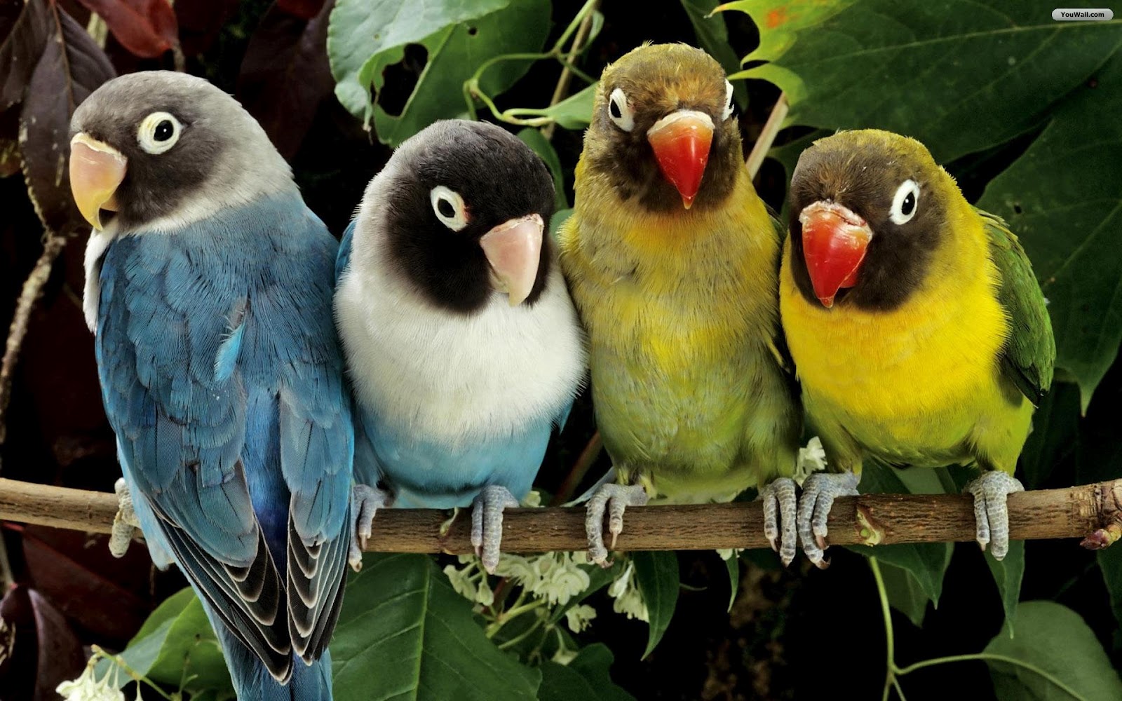 50 + Amazing Birds Wallpapers Collection | Bollywood HD ...
