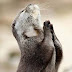 Ακόμα και τα ζώα προσεύχονται...
