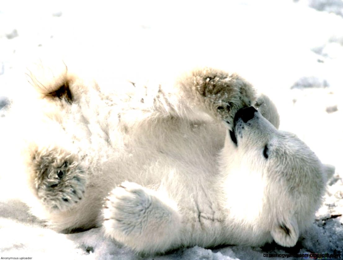 Really Cute Baby Polar Bears Amazing Wallpapers Really Cute Baby Polar Bears Amazing Wallpapers