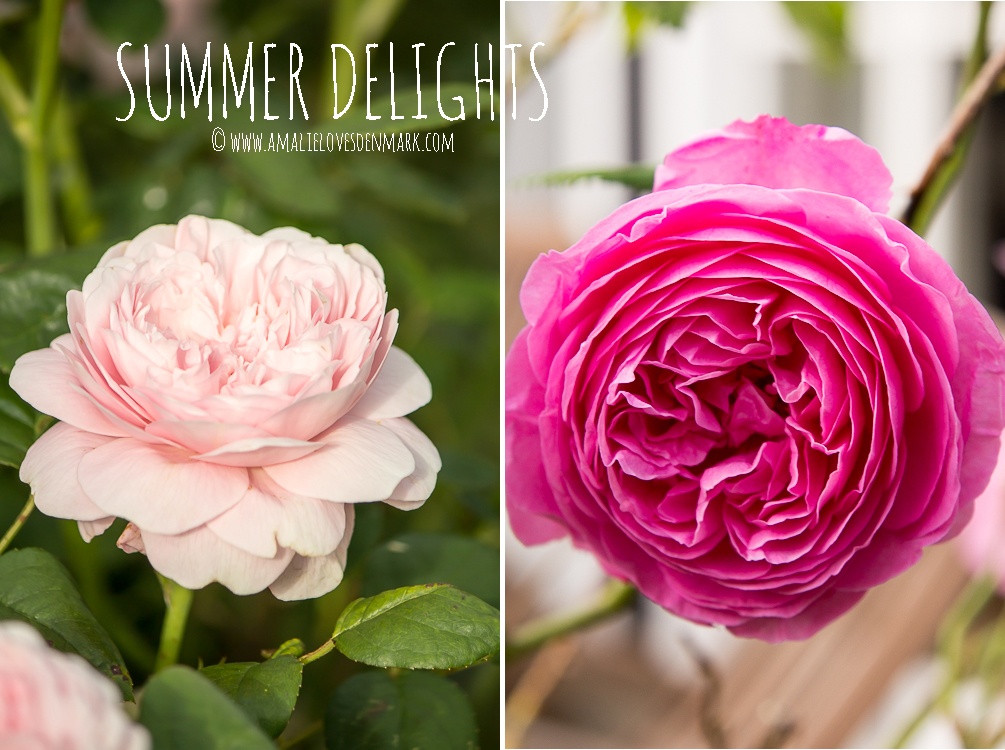 Amalie loves Denmark Rosenfreuden und Blütenfülle