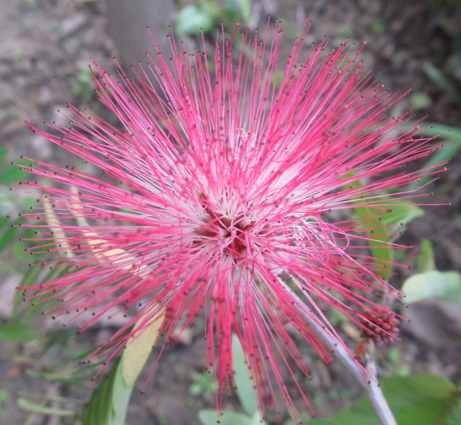 NATURAL & UNIQUE PHOTOGRAPHY PINK POWDER PUFF FLOWER