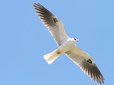 white-tailed kite in flight