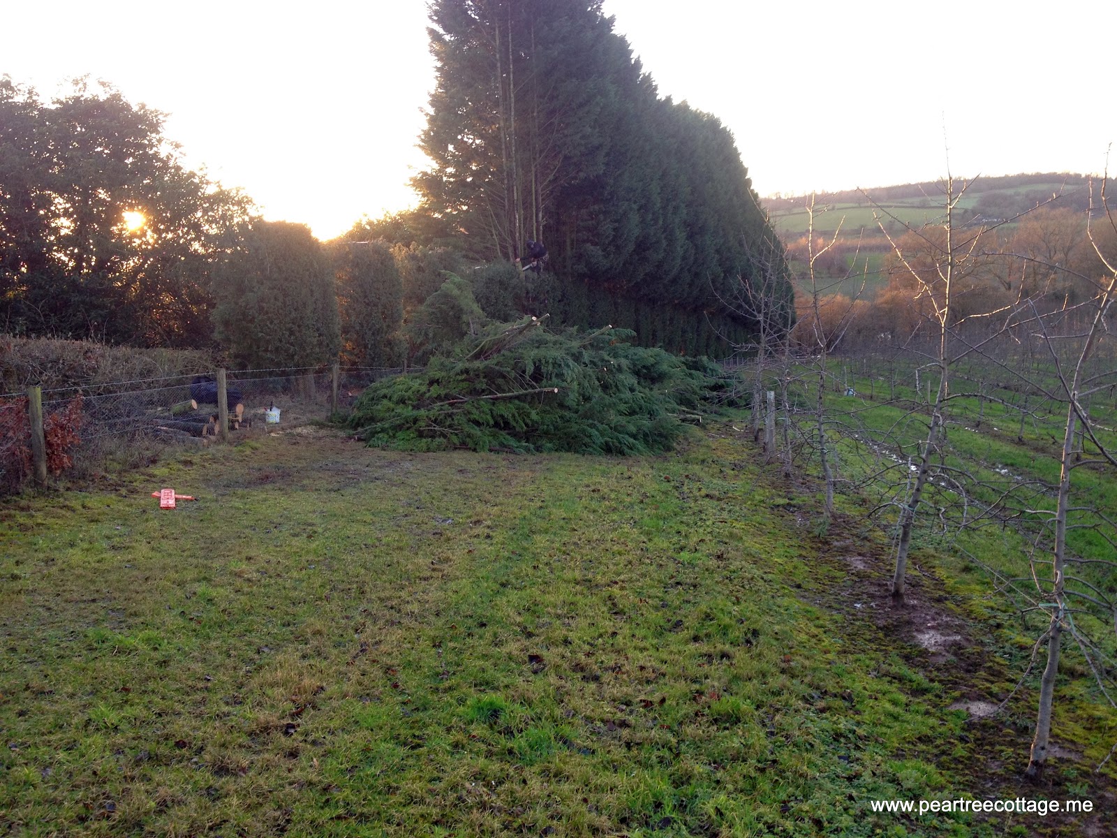 17 Best Bnmc Bioretention Plants Images Plants Planting Flowers