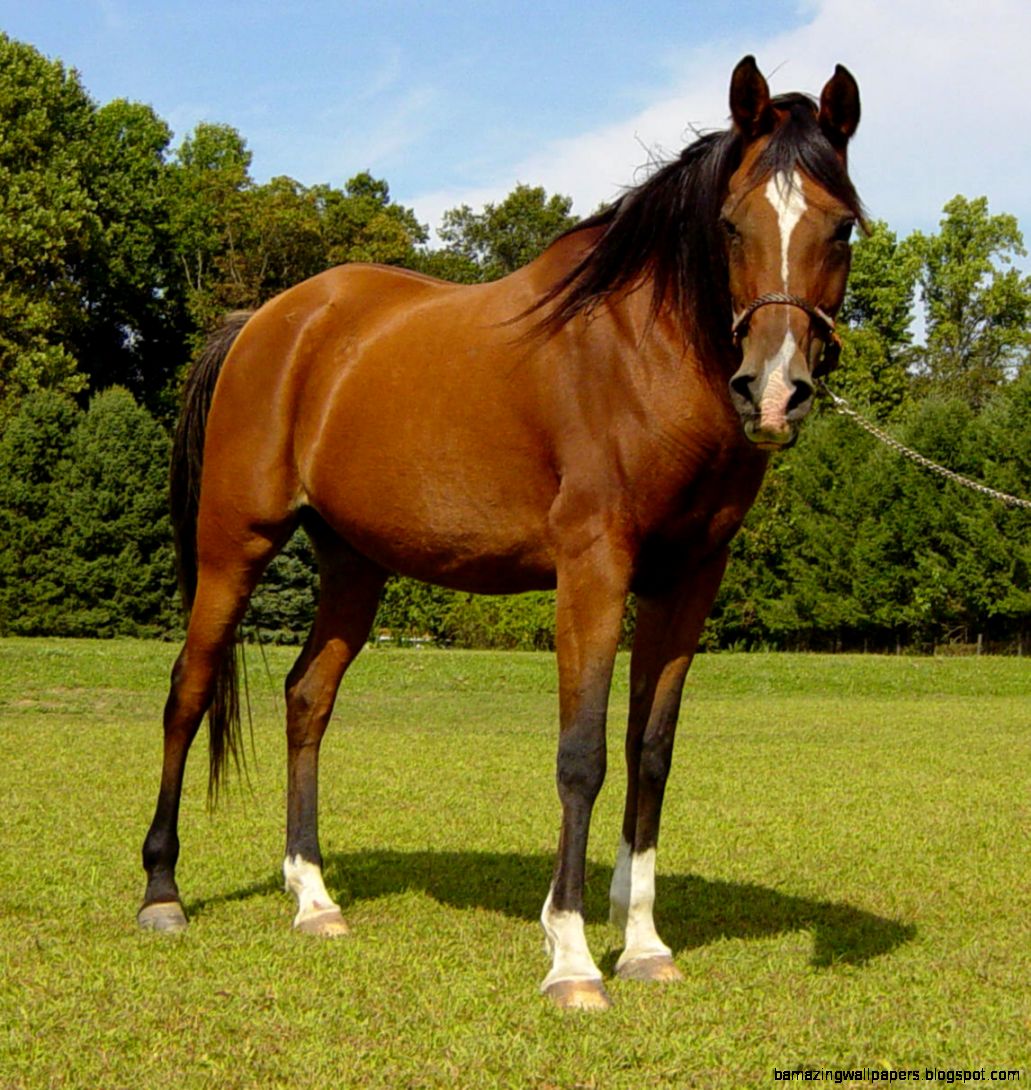 Spectacular Horses   Horses Photo 19665127   Fanpop Spectacular Horses   Horses Photo 19665127   Fanpop