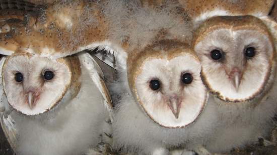 Adventures With Mel Syd Barn Owl Info
