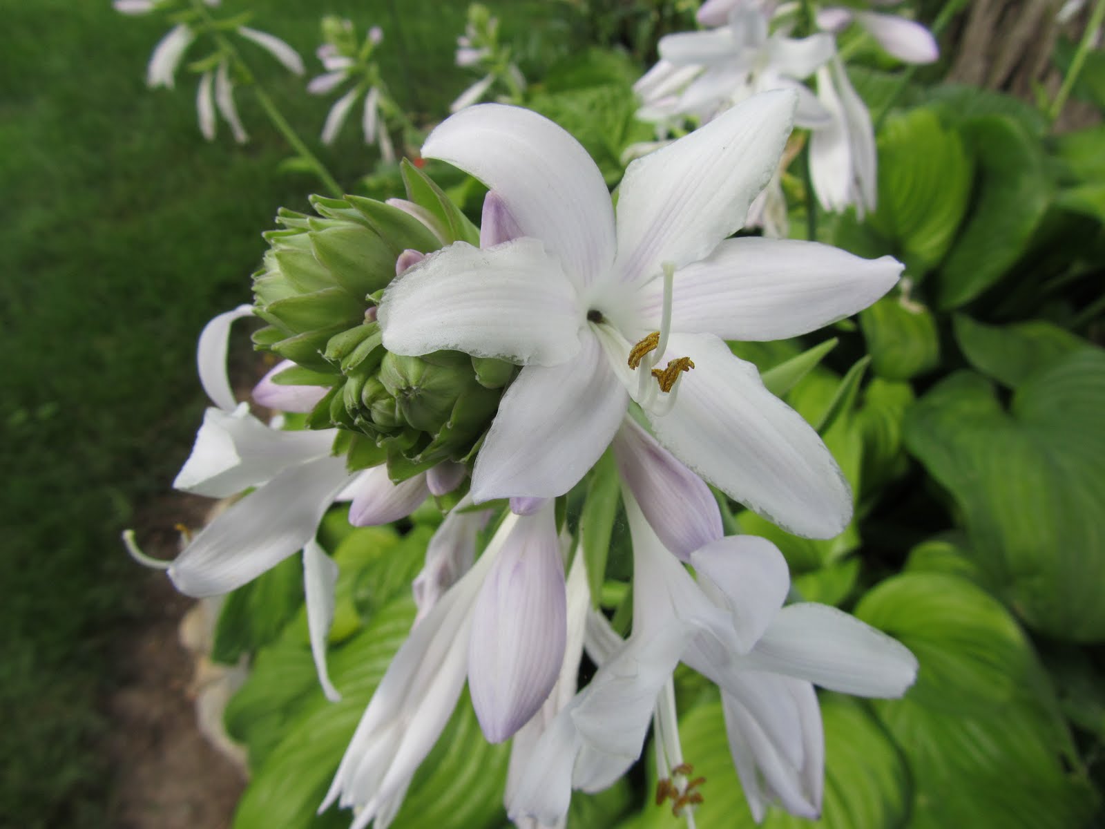 Cheesehead Gardening The often overlooked hosta flower