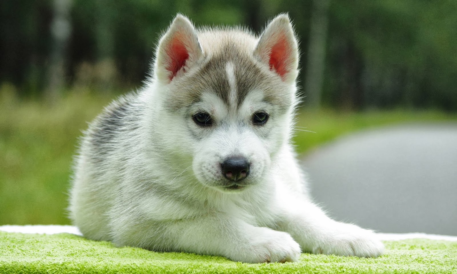 Puppy Photography 1080p Wallpapers | HD Wallpapers (High Definition
