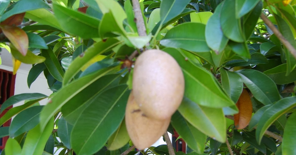 KANDUNGAN DAN MANFAAT BUAH SAWO UNTUK KESEHATAN - CARA BUDIDAYA