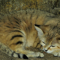 gambar singa, harimau, macan