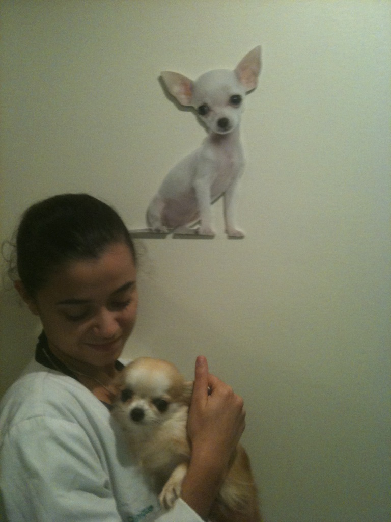 rencontre entre chihuahua