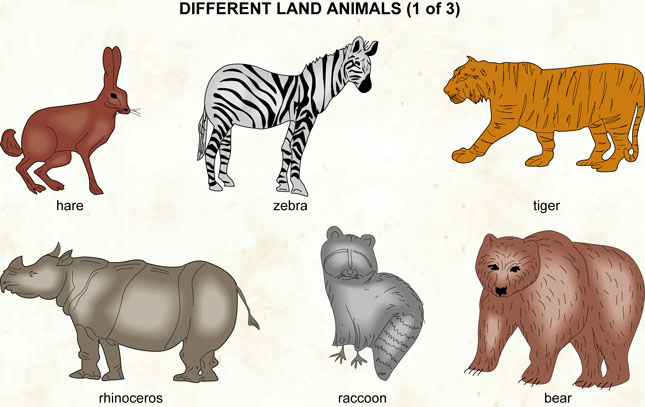 12 land animals name
