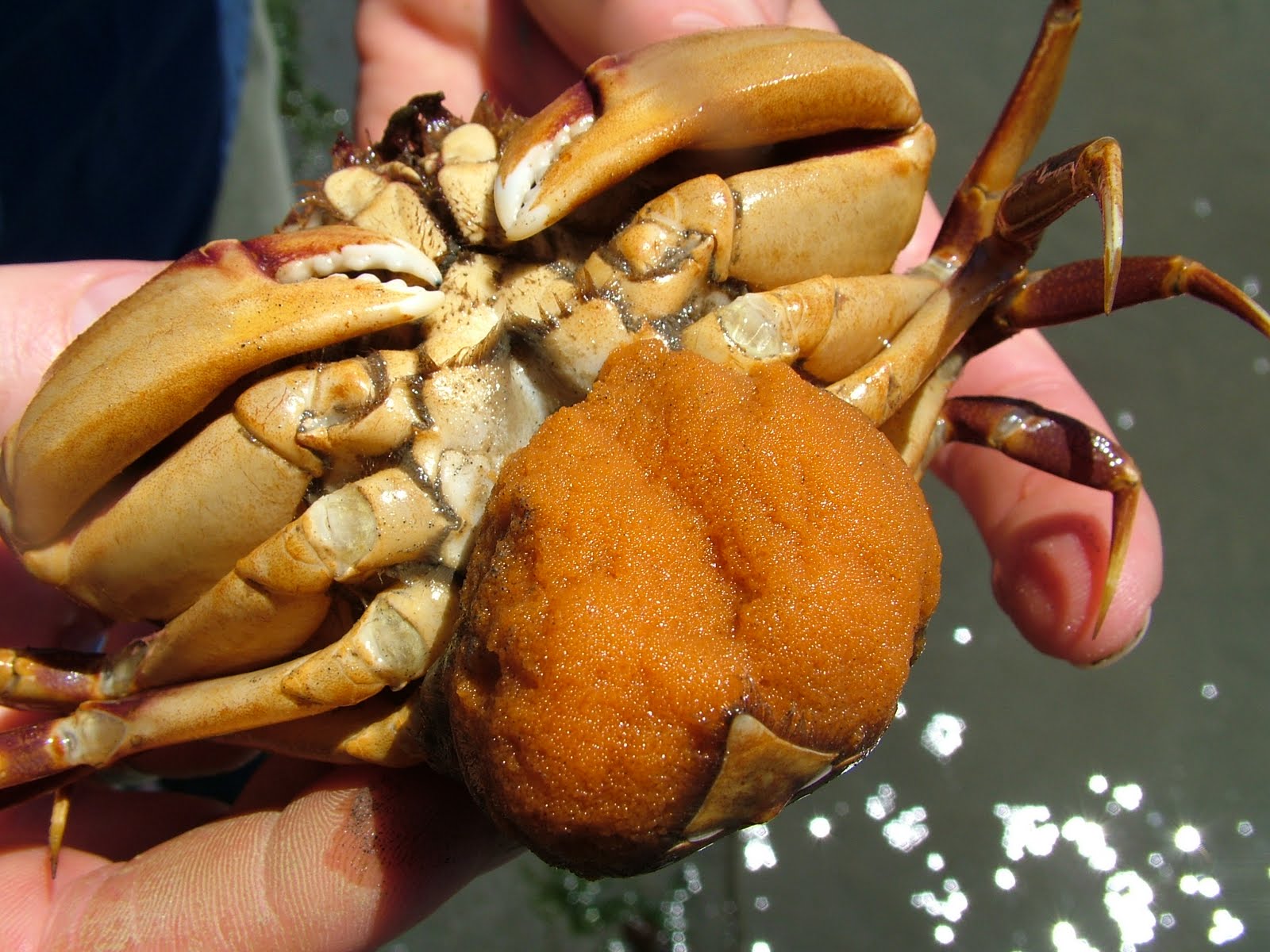 Buzz's Marine Life of Puget Sound Eggs of the Intertidal