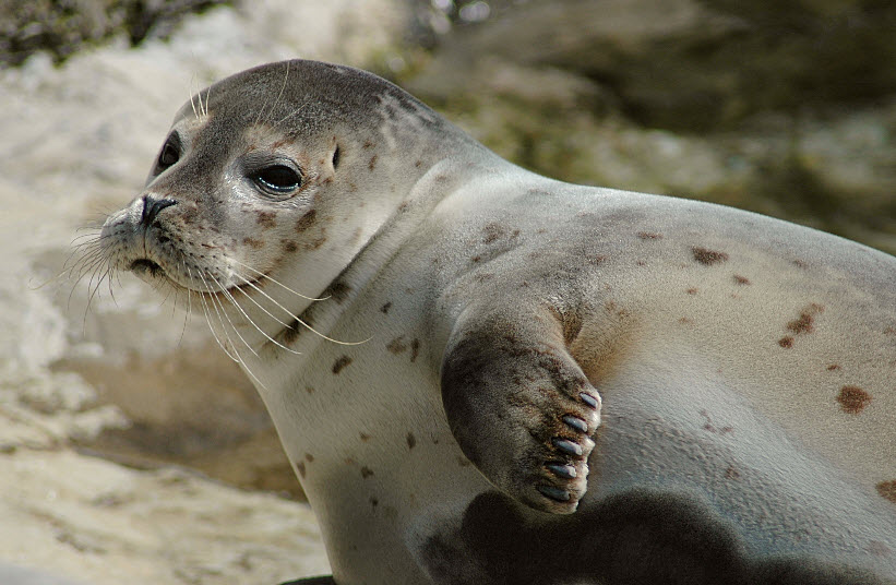 Ringed Seal The Life of Animals