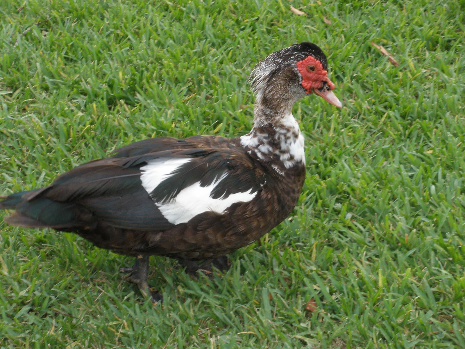 Florida Ducks