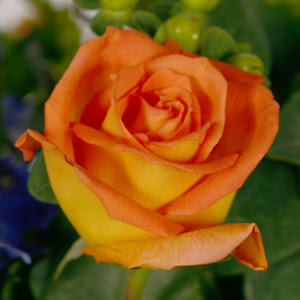 rose milva