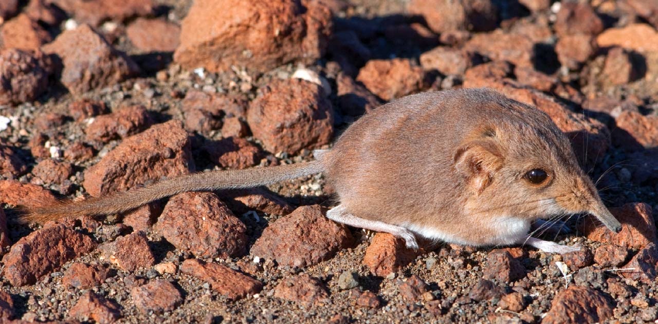 The Evolving Placenta Menstruation In Elephant Shrews
