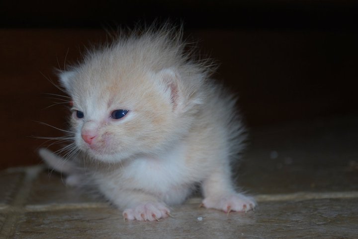 when do kittens open their eyes when do kittens open their eyes