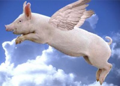 sooey pig call arkansas sooey pig call arkansas