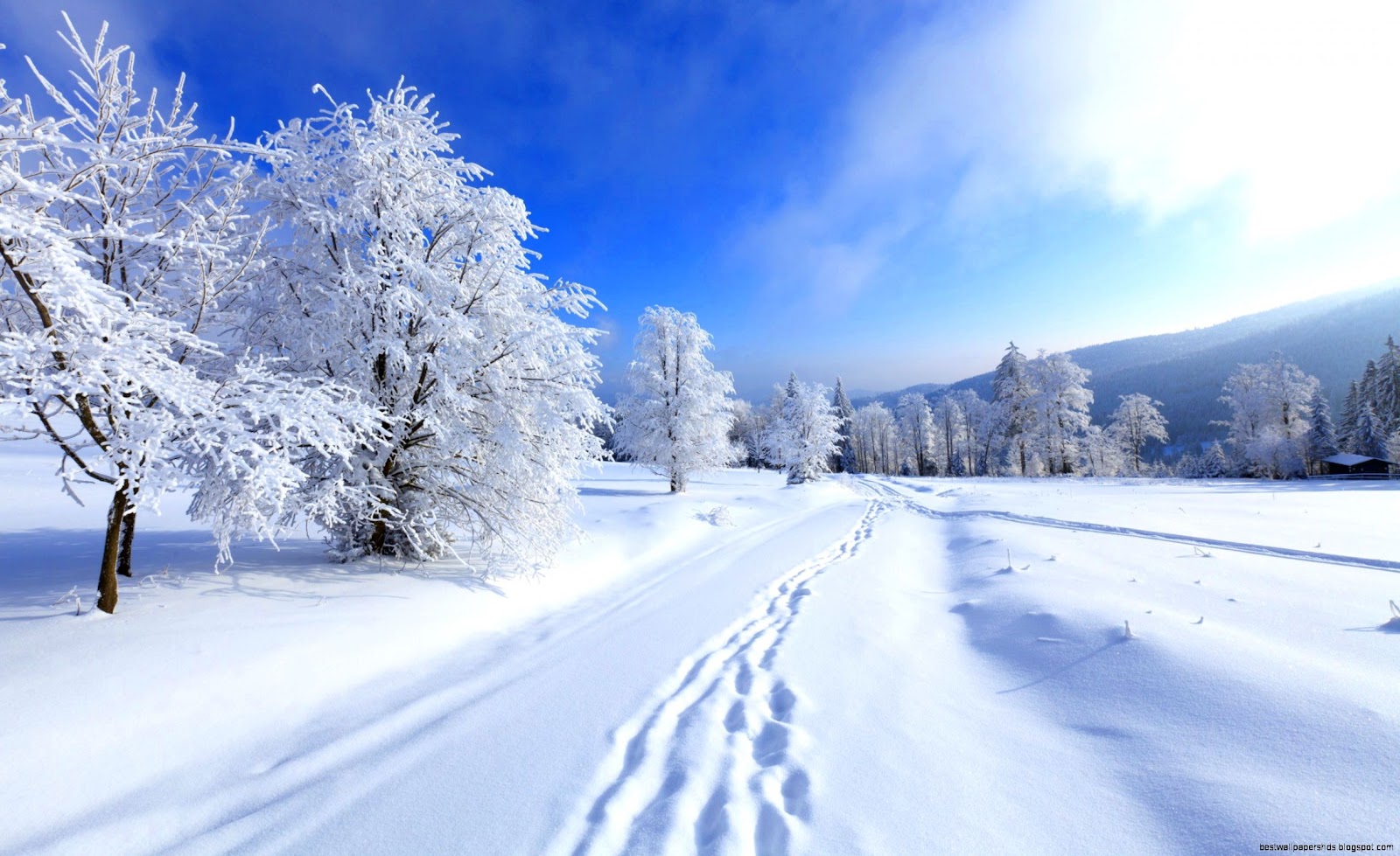 Beautiful Scene Winter Snow Beautiful Scene Winter Snow