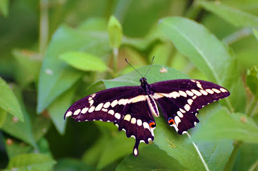 Swallow-tailed Butterfly, Pipilio cresphontes